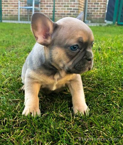 chiot bouledogue français femelle à donner 