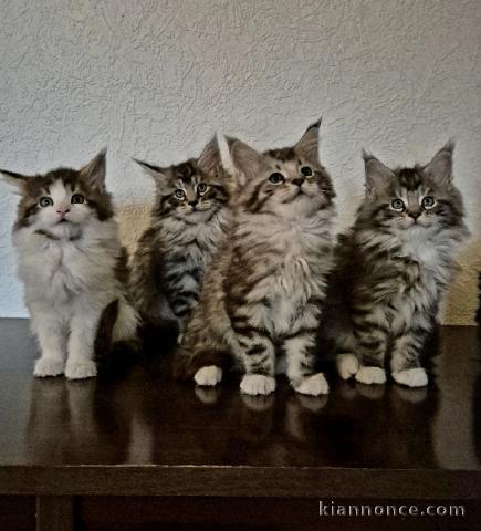 Chatons maine coon disponible pour adoption 