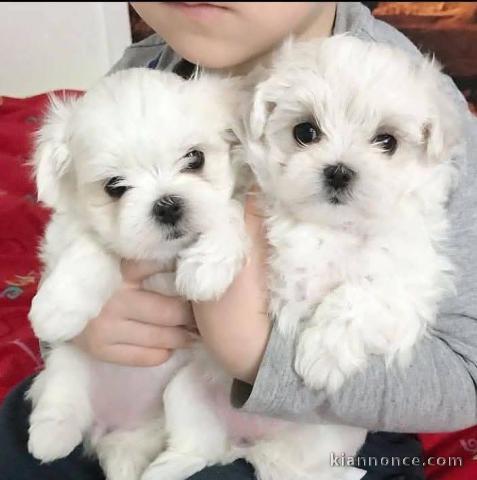 Adoption chiot bichon maltais disponible 