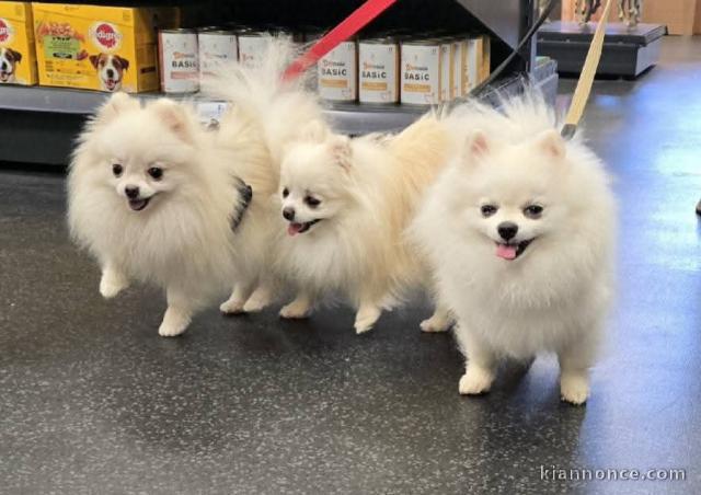 Dons chiot spitz allemand disponible 