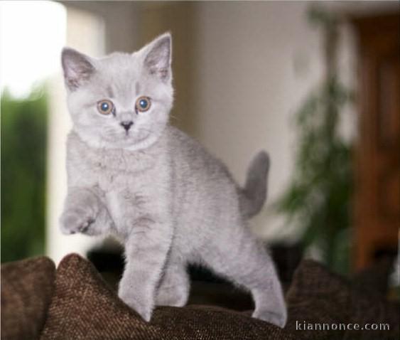 Je donner chatons chartreux disponible 