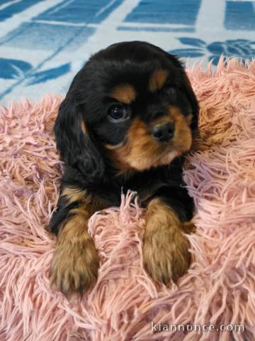 Chiot cavalier king charle femelle disponible 