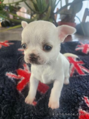 chiot chihuahua femelle disponible pour adoption 