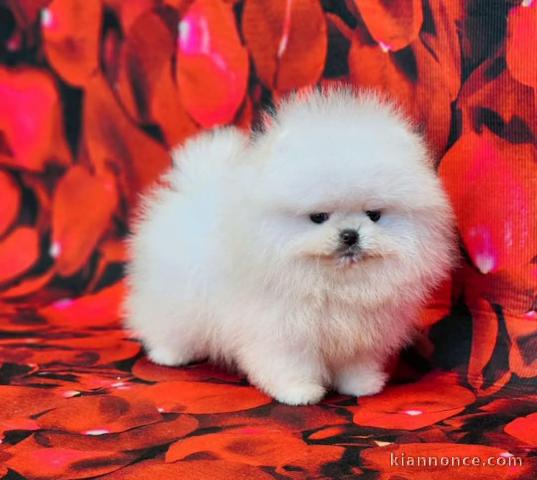Adorable chiot spitz allemand disponible 