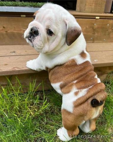 Chiot bulldog anglais disponible pour adoption 