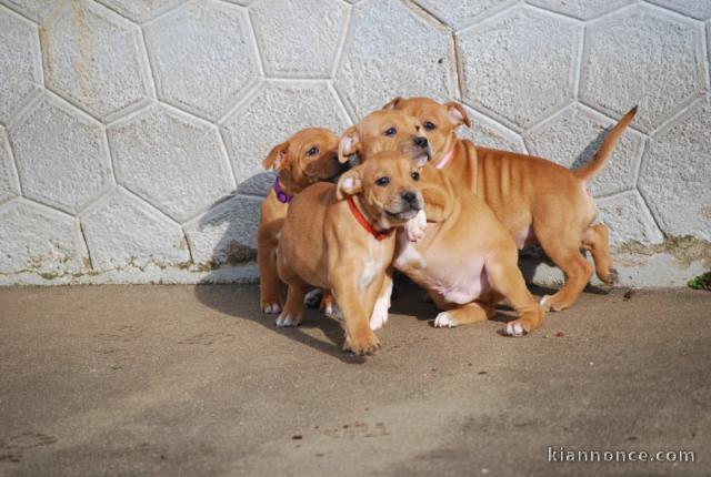 chiot staffie à adopter 