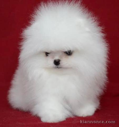 chiot spitz allemand disponible de suite 