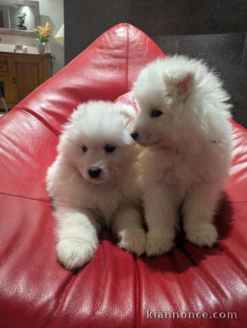 Chiot samoyède lof disponible 