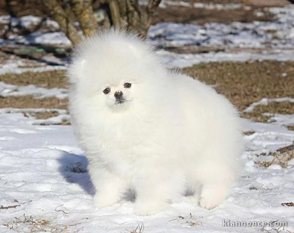 Chiot spitz allemand disponible 