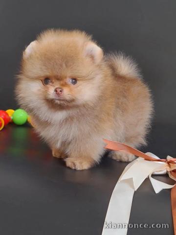 Je donne chiot spitz nain disponible 
