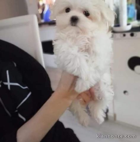 adorable chiot bichon maltais à donner 