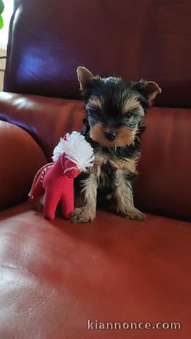 Magnifique chiot Yorkshire disponible 