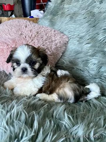 chiot Shih Tzu à donner 