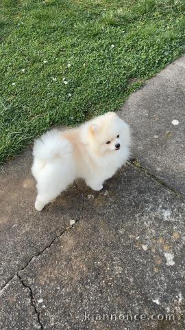 Chiot spitz allemand lof