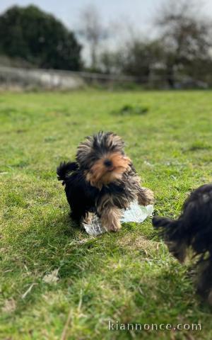 chiot Yorkshire terrier mâle et femelle 