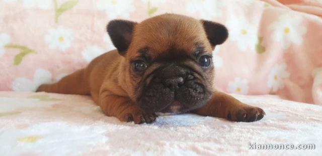 chiot bouledogue français adorable 