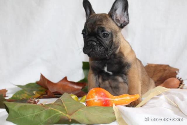 chiot bouledogue français mâle 