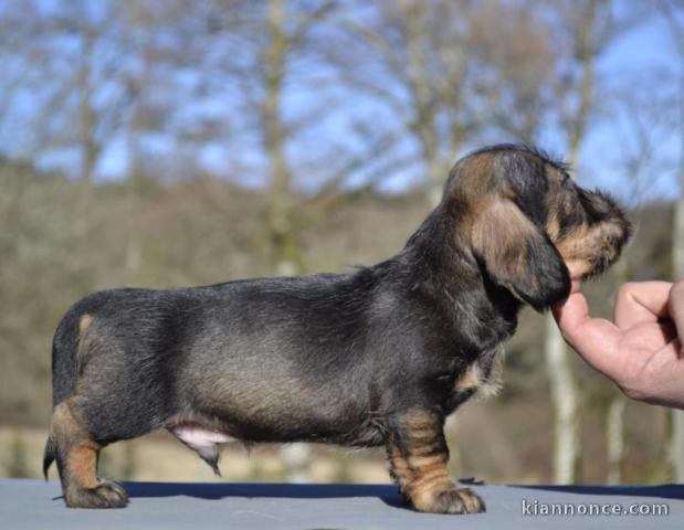 chiot teckel à poil dur disponible 