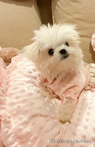 Adorable chiot bichon maltais 