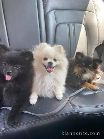 Chiot spitz allemand adoption 