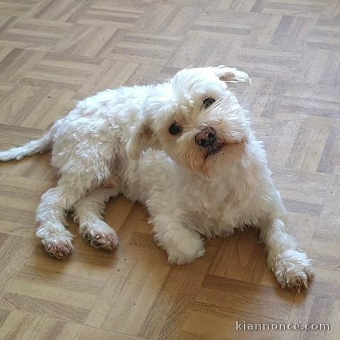 Adoption chiot bichon maltais à donner 