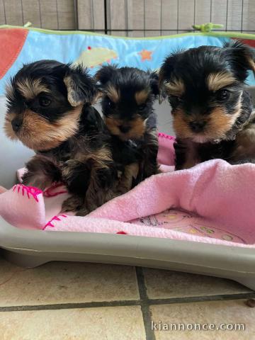 Adoption chiot Yorkshire 