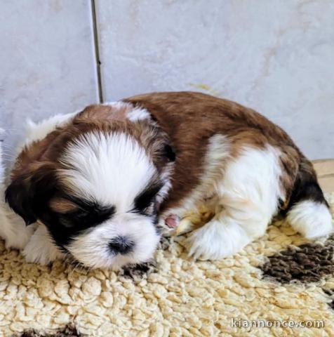 chiot Shih Tzu femelle adorable 