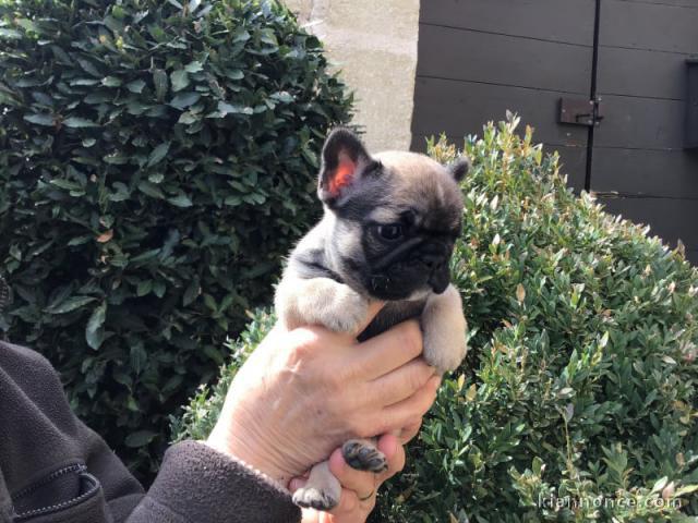 Je donner chiot bouledogue français 