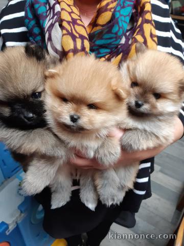 chiot spitz allemand disponible 