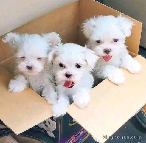 chiot bichon maltais à adopter 