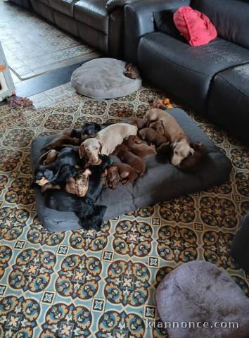 chiot teckel nain pour adoption 