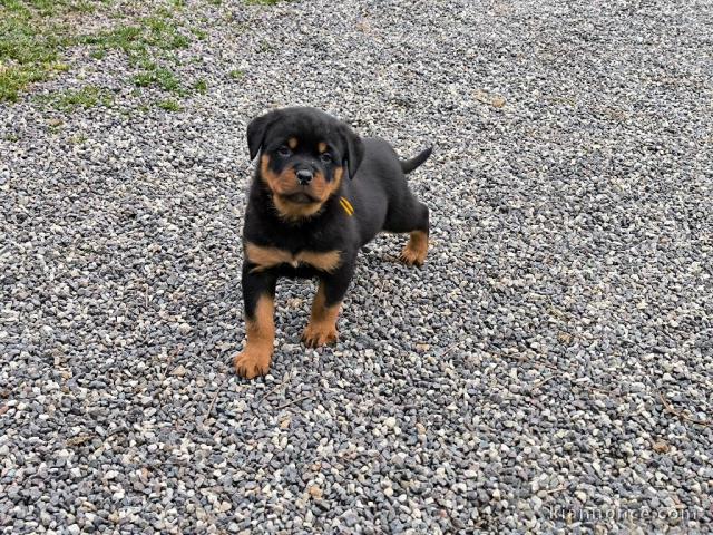 Adoption chiot rottweiler disponible 