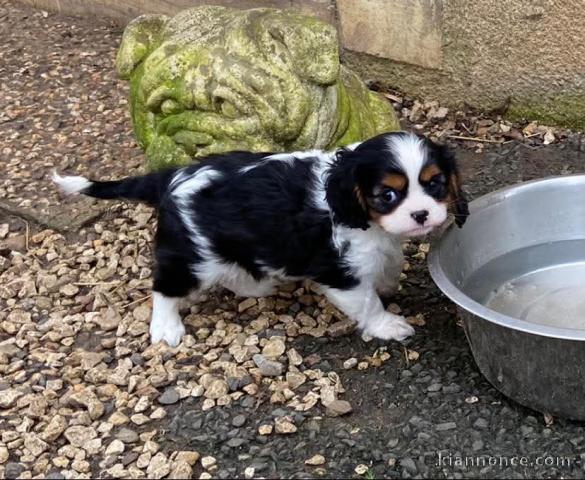 Chiot cavalier king charle disponible 