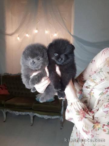 A adopter chiot spitz nain 