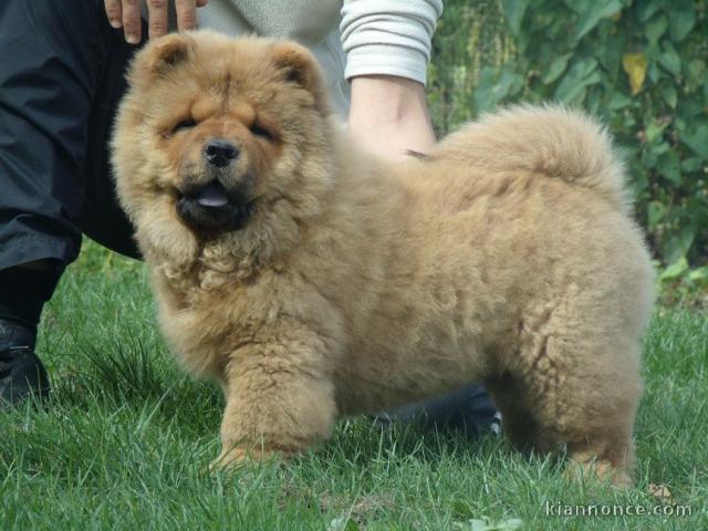 chiot chow-chow à donner 