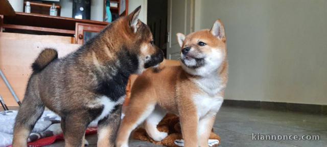 chiot Shiba inu pour adoption 