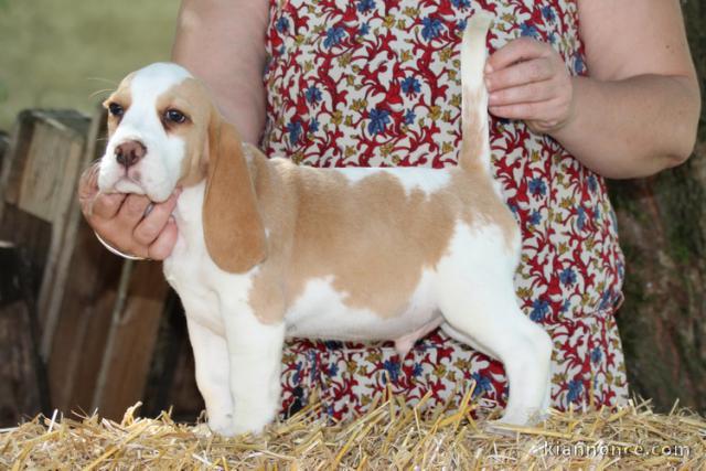 chiot beagle disponible pour adoption 