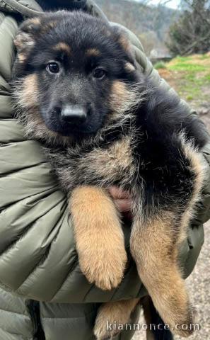 Je donner chiot berger allemand lof 