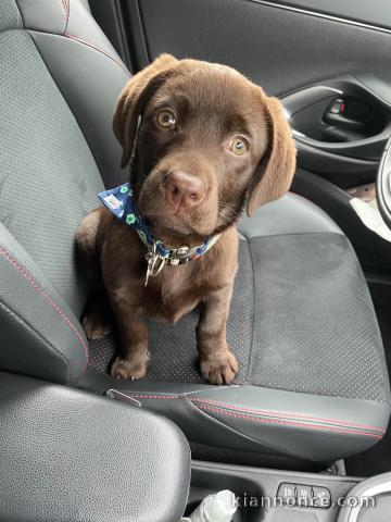 Je donne chiot labrador retriever 