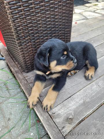 Chiot rottweiler lof disponible 
