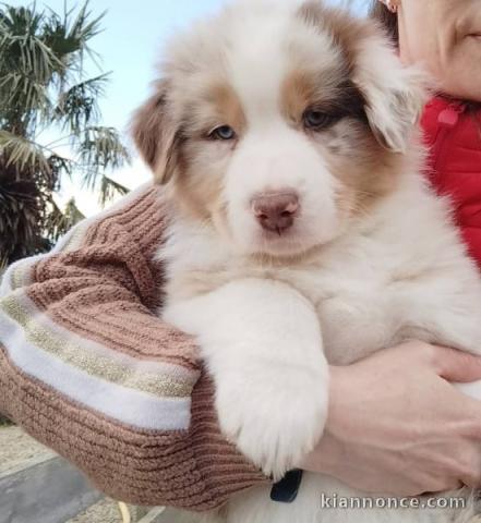Chiot berger australien lof mâle 