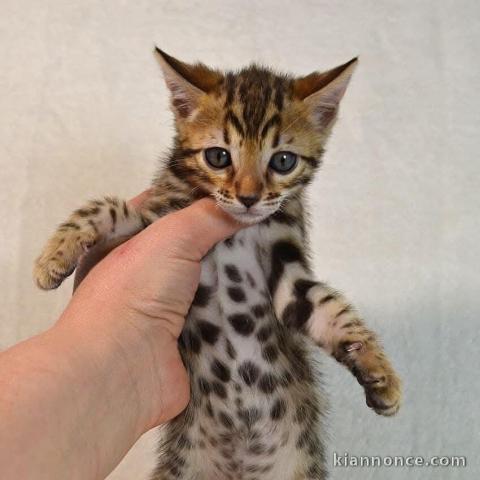 Chaton Bengal à donner 