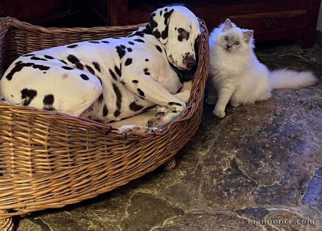 Dons chatons ragdoll magnifique 