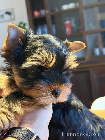 chiot Yorkshire à adopter 