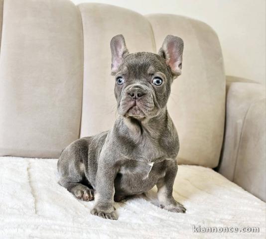 chiot bouledogue français femelle à donner 