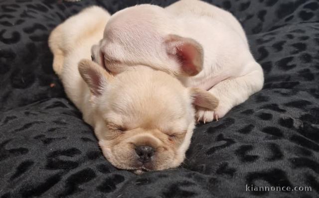 chiot bouledogue français à donner 
