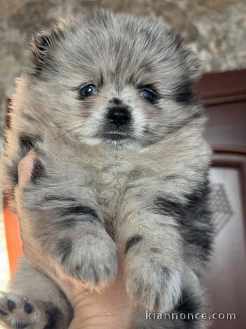 chiot spitz nain Poméranie noir pour l\