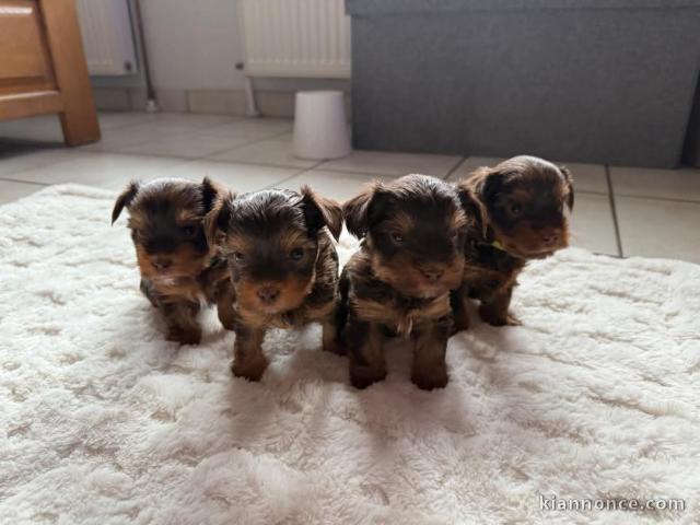 chiot Yorkshire terrier disponible pour adoption 