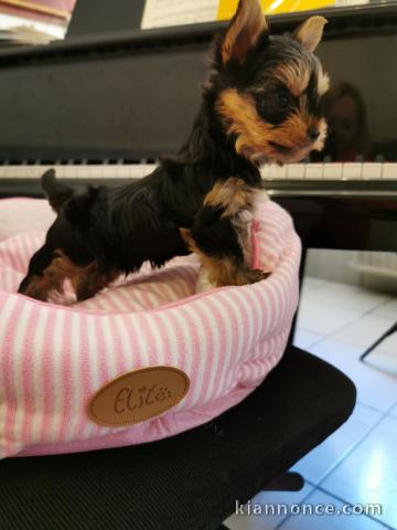 magnifique chiot Yorkshire terrier 