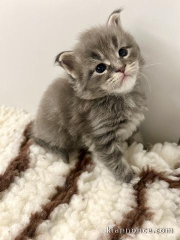 Adoption chatons maine coon 